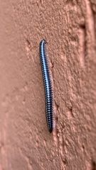 Rossiulus kessleri