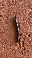 Rossiulus kessleri