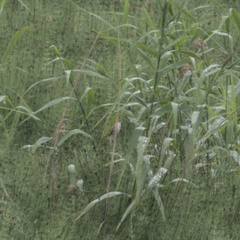 Acrocephalus schoenobaenus