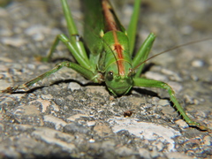 Tettigonia viridissima