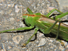 Tettigonia viridissima