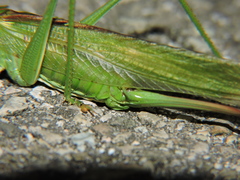 Tettigonia viridissima