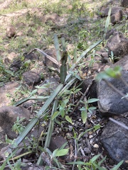 Cissus quadrangularis