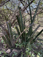 Sansevieria cylindrica