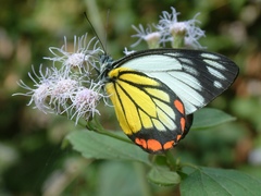 Delias hyparete luzonensis