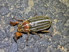 Polyphylla crinita
