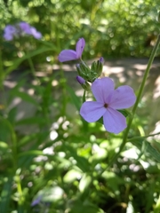 Hesperis matronalis