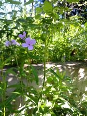 Hesperis matronalis