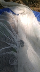 Pseudotorynorrhina japonica