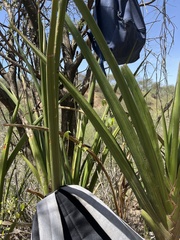 Sansevieria cylindrica