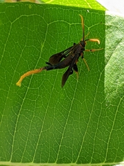 Alcathoe caudata