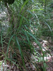 Miscanthus floridulus