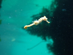 Hippocampus breviceps