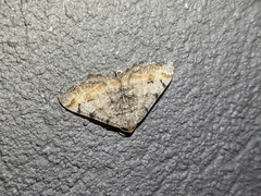 Macaria adonis