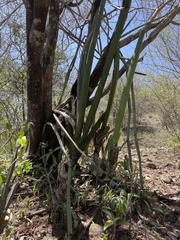 Sansevieria cylindrica
