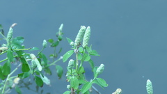 Sphenoclea zeylanica