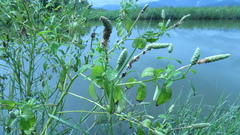 Sphenoclea zeylanica