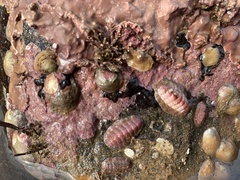 Boreochiton ruber