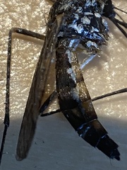Aedes sticticus