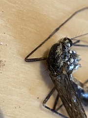 Aedes sticticus