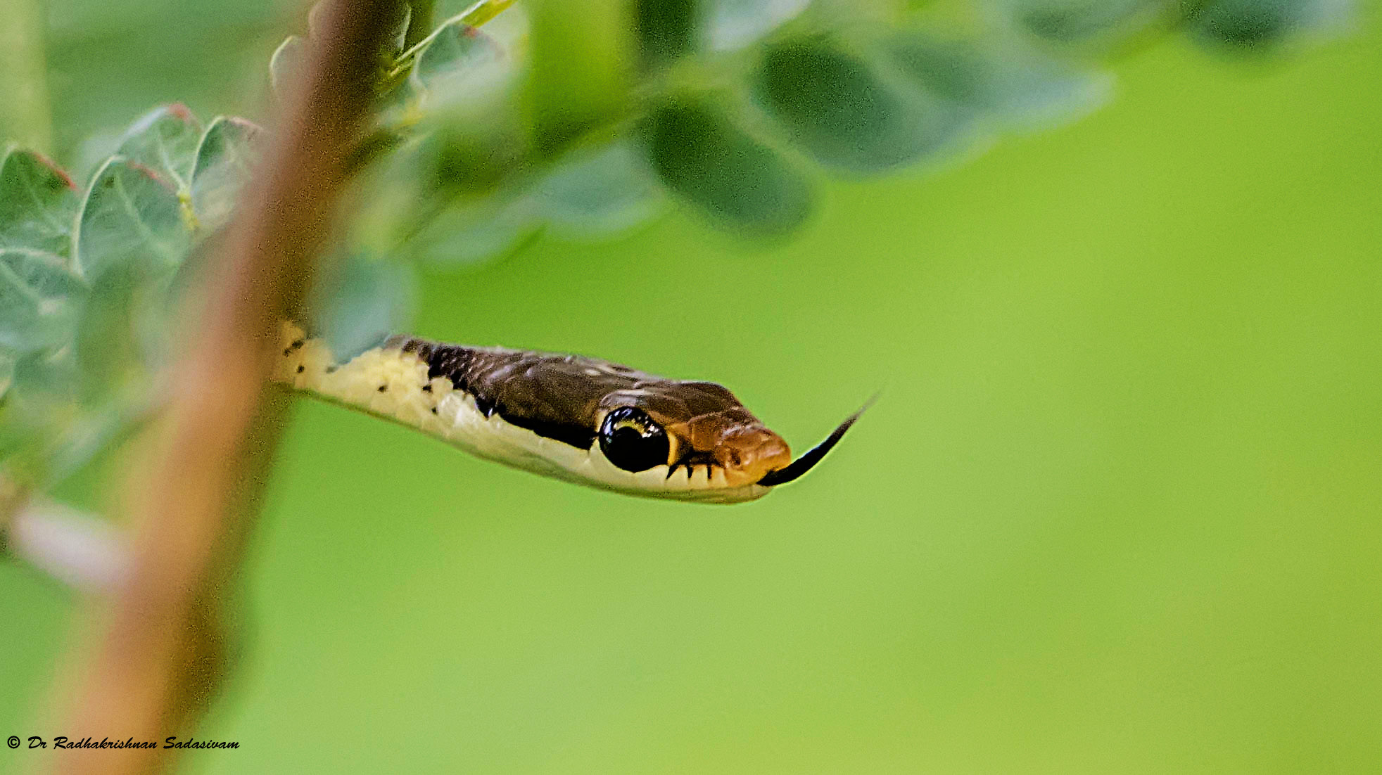 Dendrelaphis tristis è una lunga e sottile serpente con una testa appuntita  ed un bronzo linea colorata in esecuzione sulla schiena Foto stock - Alamy