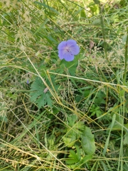 Geranium pratense