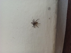 Menemerus bivittatus