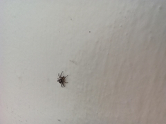 Menemerus bivittatus