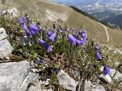 Campanula tanfanii