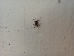 Menemerus bivittatus