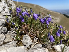 Campanula tanfanii
