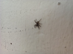 Menemerus bivittatus