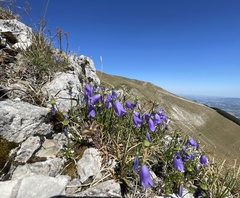 Campanula tanfanii