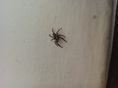 Menemerus bivittatus