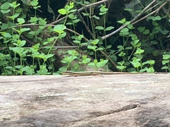 Takydromus kuehnei