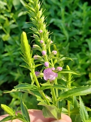 Physostegia angustifolia