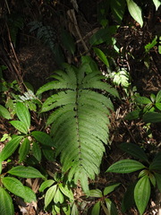 Pteris setulosocostulata