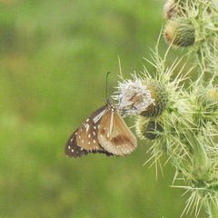 Parantica nilgiriensis