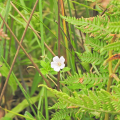 Geranium nepalense