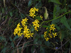 Senecio scandens incisus