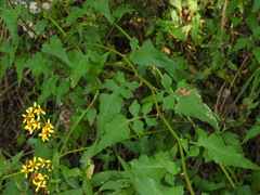 Senecio scandens incisus