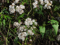 Senecio scandens incisus