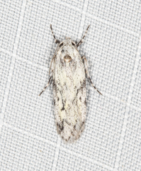 Stenoptena icmaea