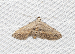 Araeopteron canescens