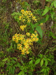 Senecio scandens incisus
