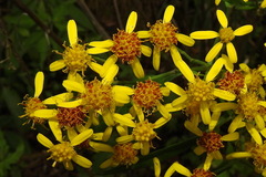 Senecio scandens incisus