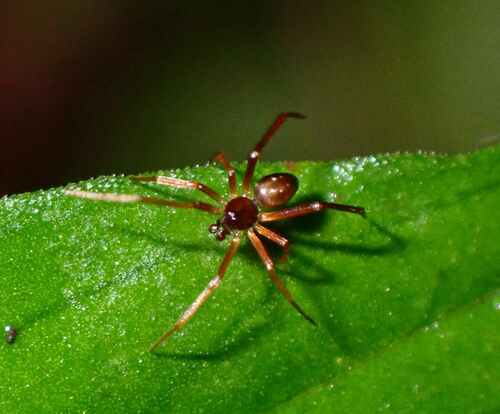 Representative image of Coscinida