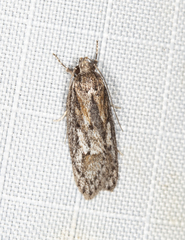 Acantholena siccella