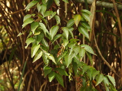 Carpinus kawakamii