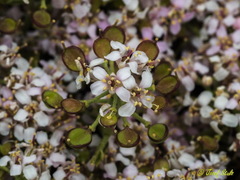 Hormathophylla spinosa